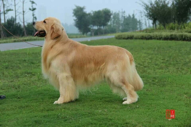 家里的金毛妈妈5.1号生了<em>一对双胞胎姐妹</em>,-宠物