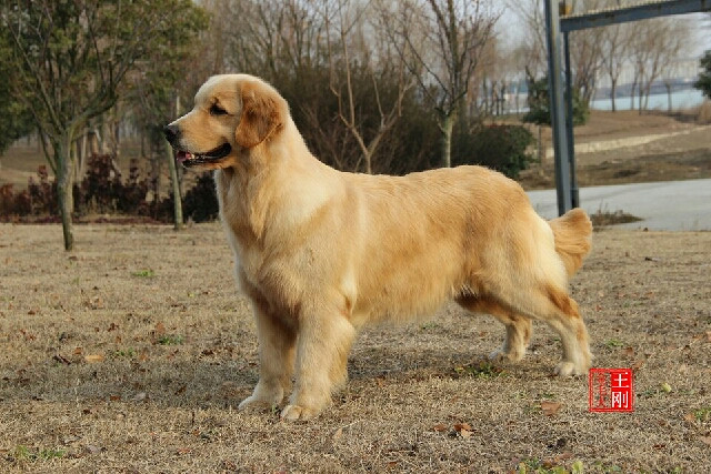 家里的金毛妈妈5.1号生了<em>一对双胞胎姐妹</em>,-宠物