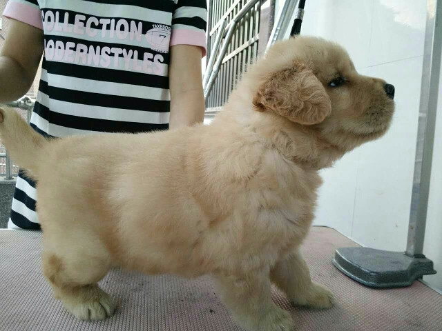 家里的金毛妈妈5.1号生了<em>一对双胞胎姐妹</em>,-宠物