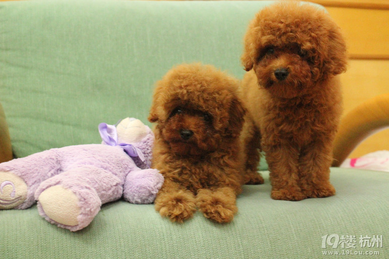 当泰迪遇上小熊-爱宠分享-家有宠物-杭州19楼