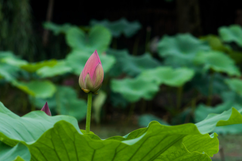 索尼NEX-5N转接美能达MD200mm f4拍西湖初