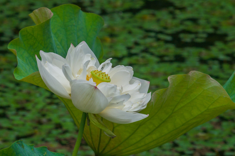 索尼NEX-5N转接美能达MD200mm f4拍西湖初