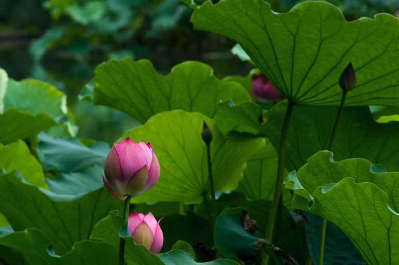 索尼NEX-5N转接美能达MD200mm f4拍西湖初