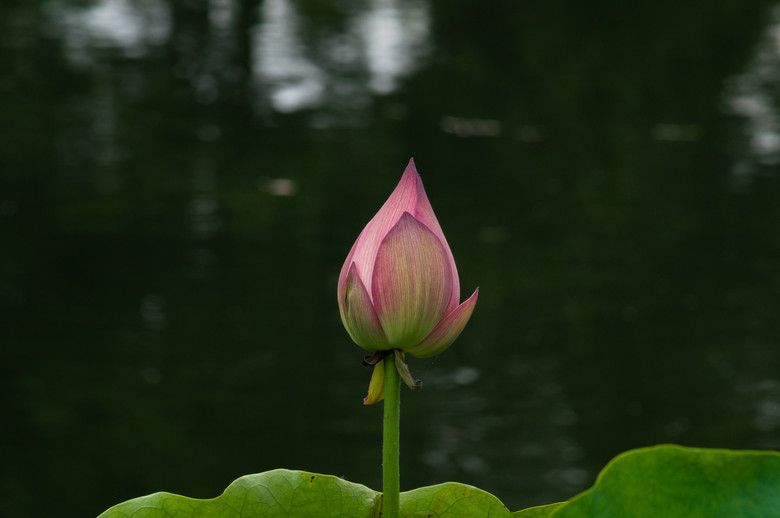 索尼NEX-5N转接美能达MD200mm f4拍西湖初