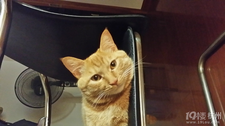 了无生趣~-爱宠分享-家有宠物-杭州19楼