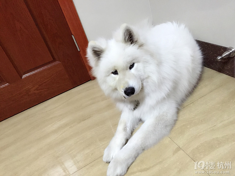 【宠物之星】皮蛋成长记-爱宠分享-家有宠物-杭