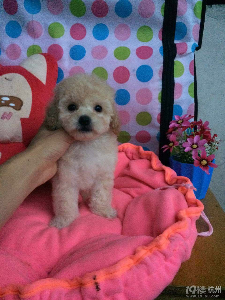 缘分真奇妙---记录我家女儿丢丢白富美成长记-