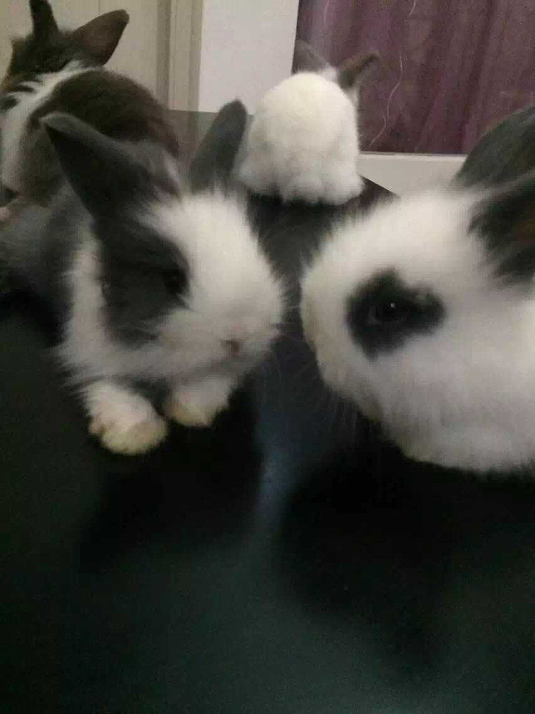 300售家养荷兰道奇兔(凤眼、猫熊)2个月大兔宝宝