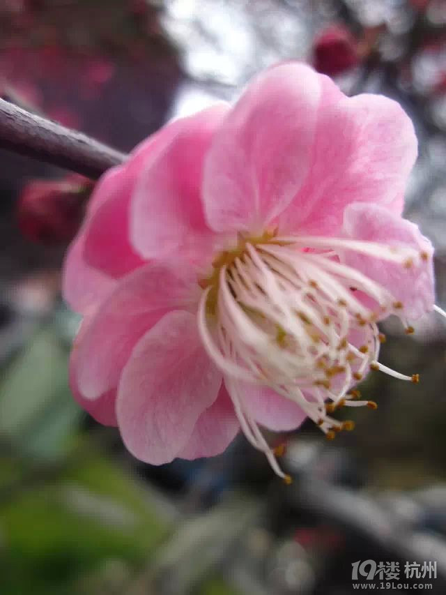 这些小学生该掌握的花球报告方法,v花球科学你啦小学啦操思维图片