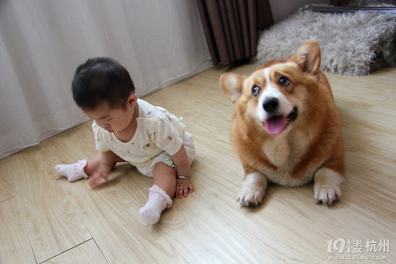 宝宝和狗狗-爱宠分享-家有宠物-杭州19楼