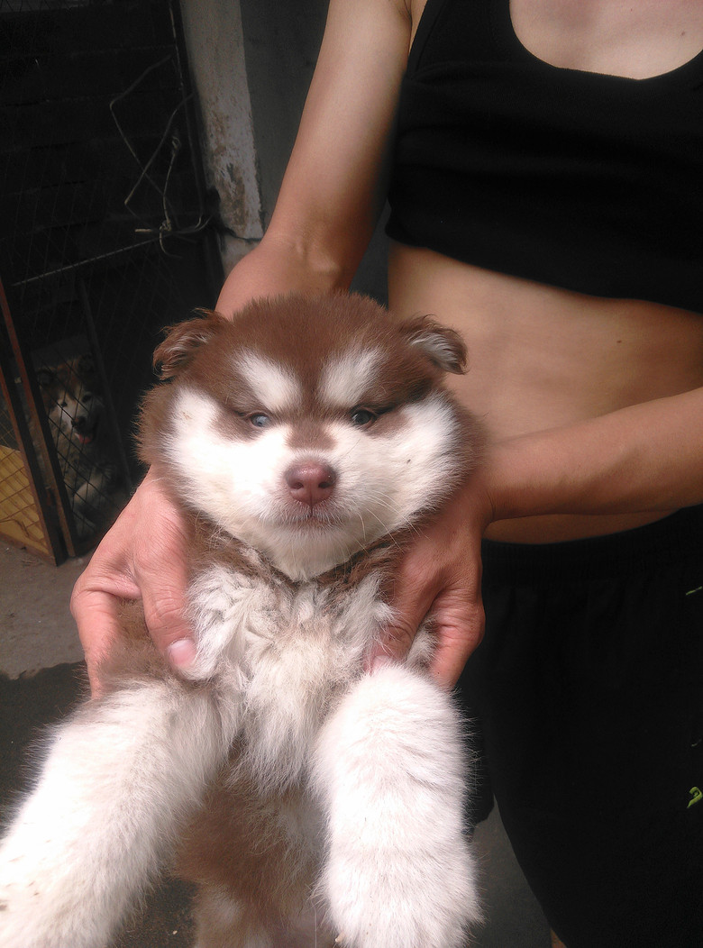 明码红阿拉-我要出售-宠物相关交易区-杭州19