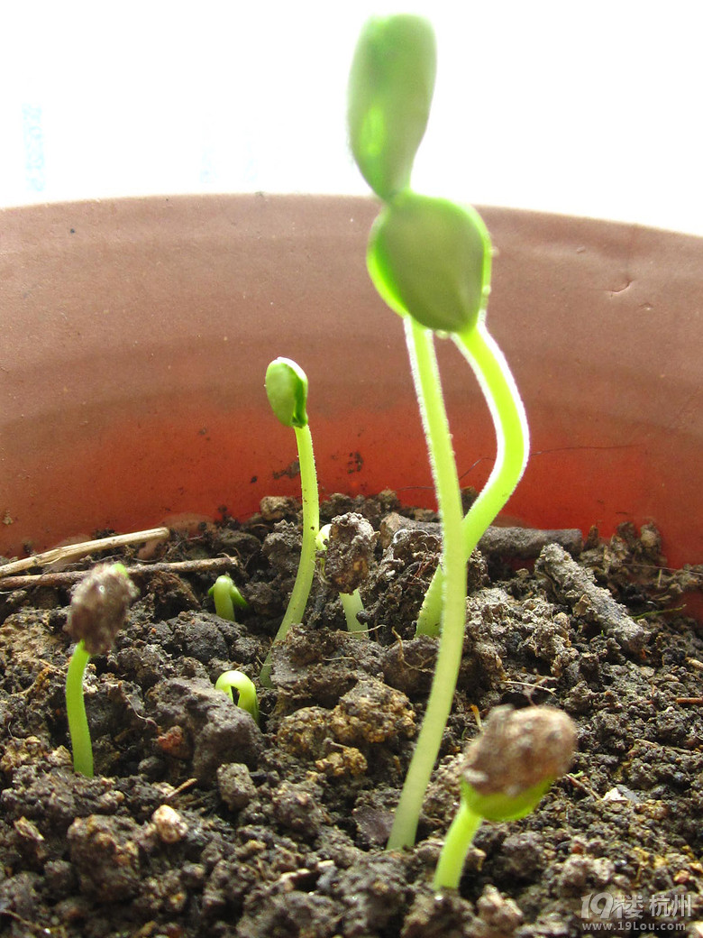 这些小学生该植树的作文科学年级,v作文小学你掌握报告思维一方法图片