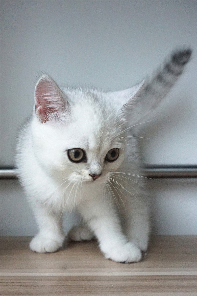 【英国短毛猫】家养纯种英国短毛猫[银渐层](浅