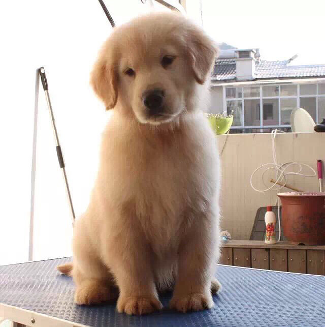 杭州美育金毛犬舍繁殖的赛季宝贝两个月了,