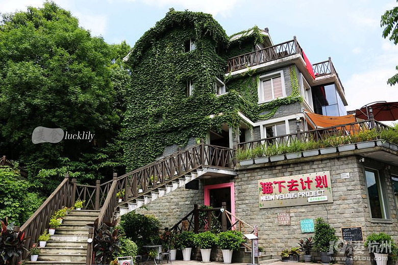 【5隊】貓下去計劃餐廳、涮百味、翠華香港加拿芬道店