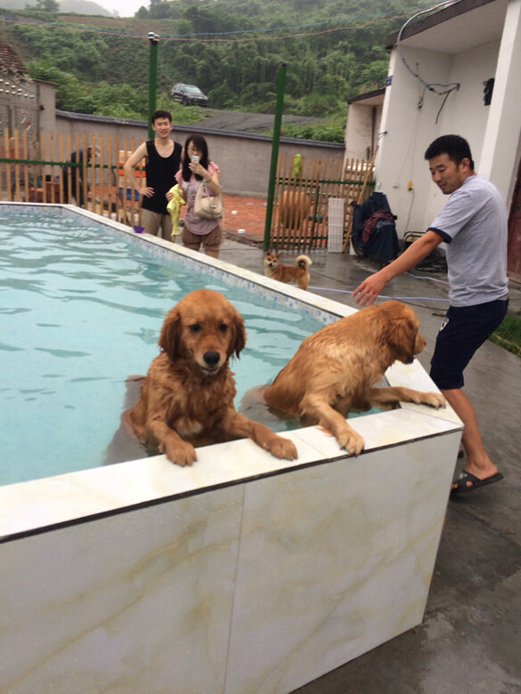 杭州美育金毛犬舍举办的寄养杯游泳锦标赛拉