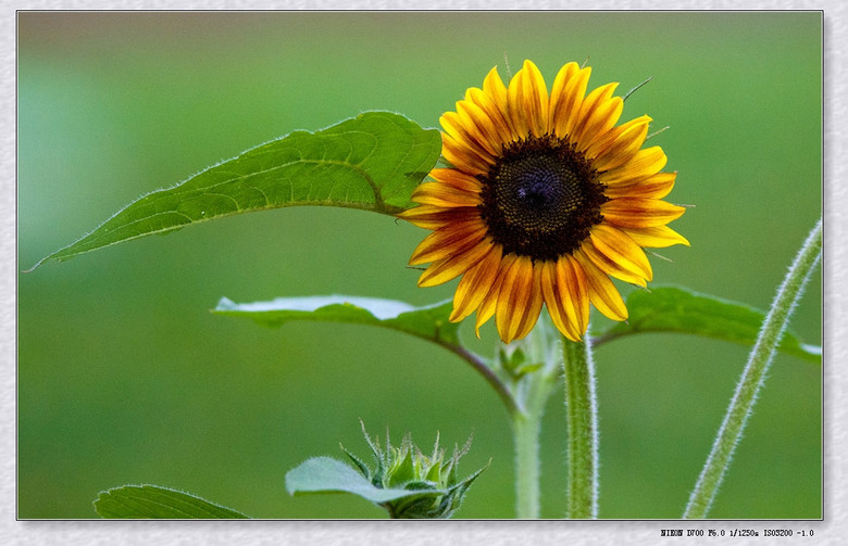 【灿烂夏花】观赏葵花奇丽多姿