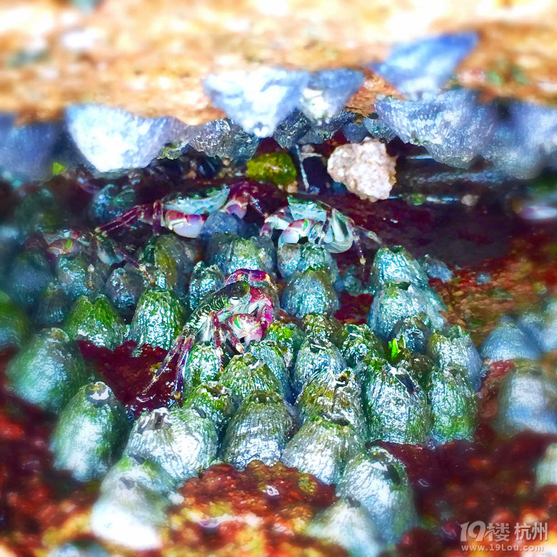 最东边的岛屿,传说中的绿色童话世界无人村--枸