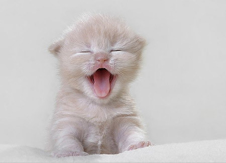 《神木挠不尽》【绿野千鹤·正文+番外完结】