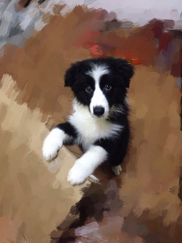 【寻狗】狗狗名字叫卡拉,品种为黑色边牧,-家有