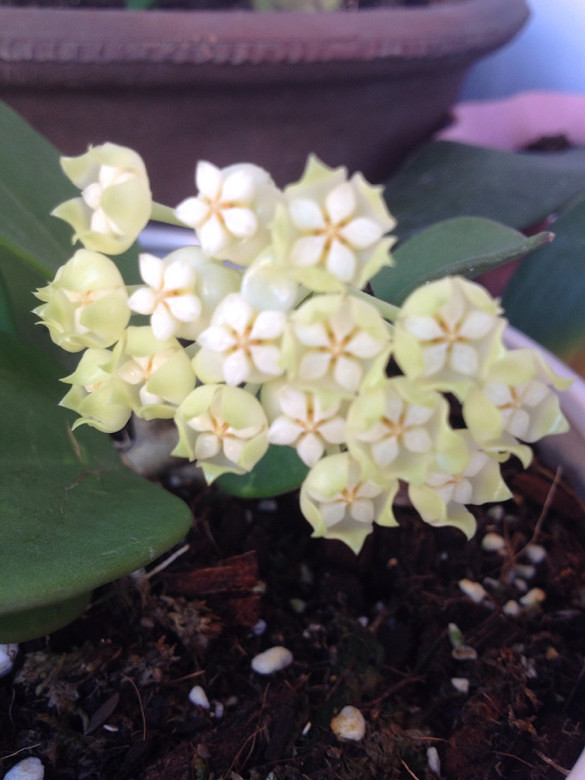 泰国粗蔓球兰犹如玫瑰花香的清香-手机随手拍