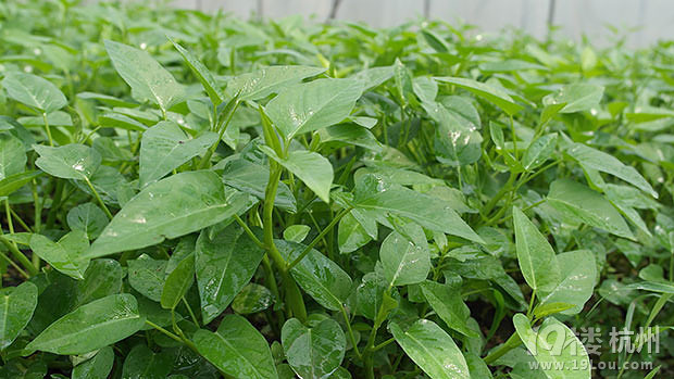 空心菜的做法很多,你喜欢怎样吃?-食用八卦-美