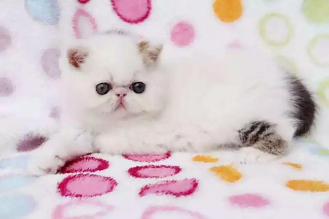 银渐层母和双C加菲,猫瘟7天包治,喜欢加V -宠