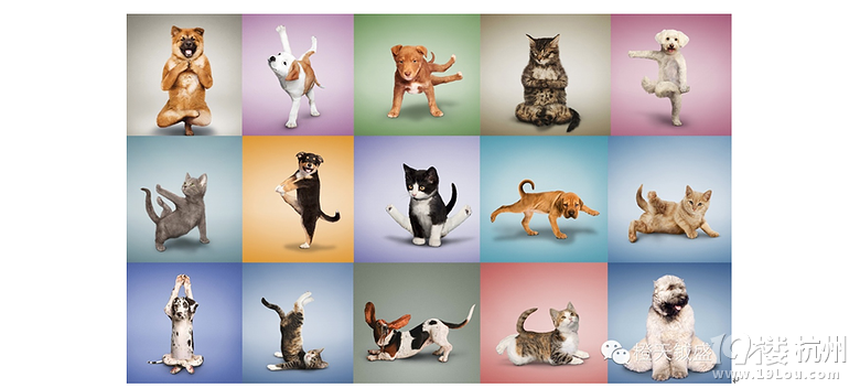 台湾著名动物行为学家戴更基医师讲座,预约报