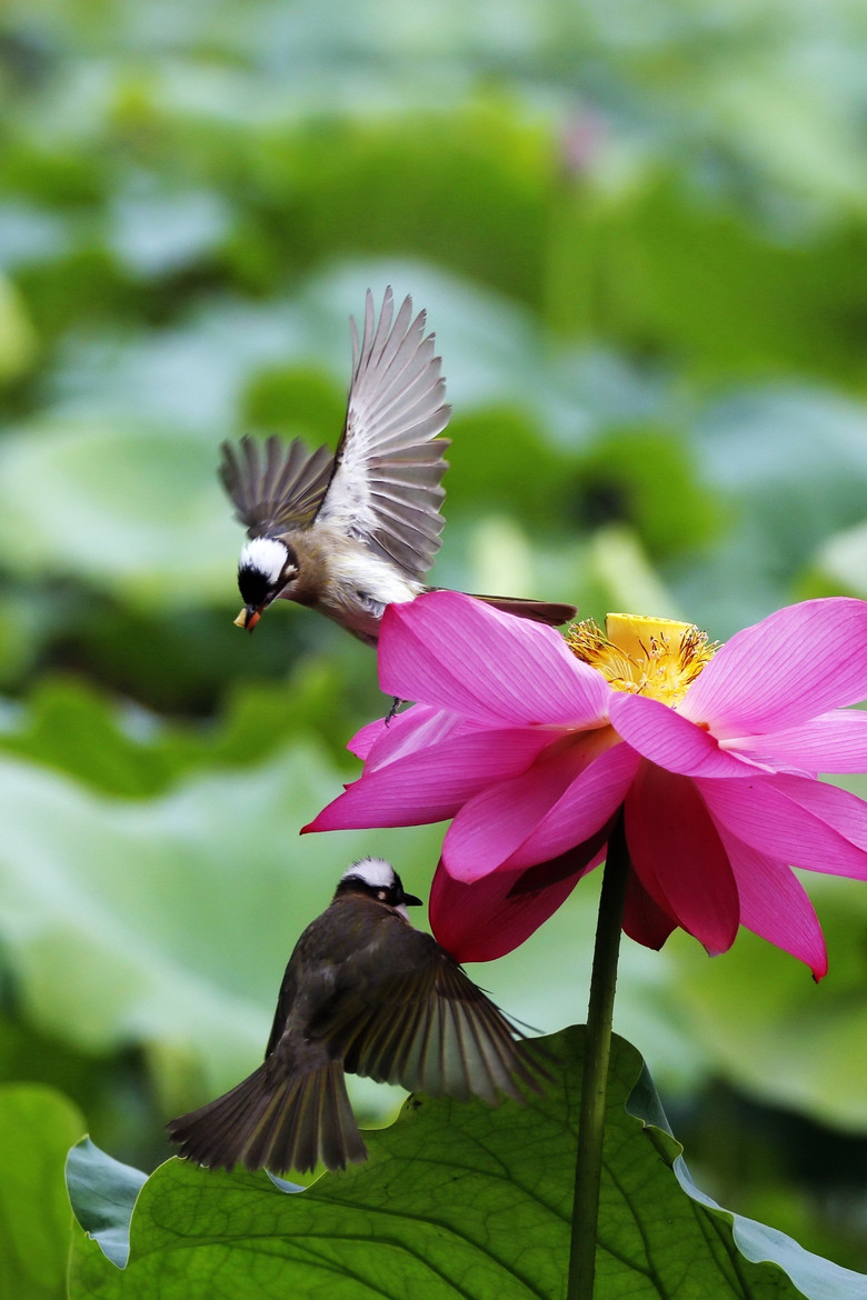 荷花双鸟舞-边走边拍-边走边拍-杭州19楼