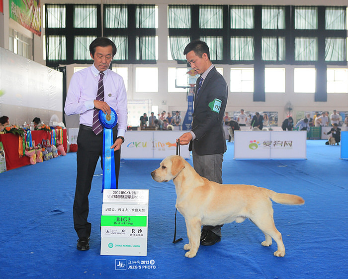 宾格拉布拉多犬舍比赛级黑色公犬出售-我要出