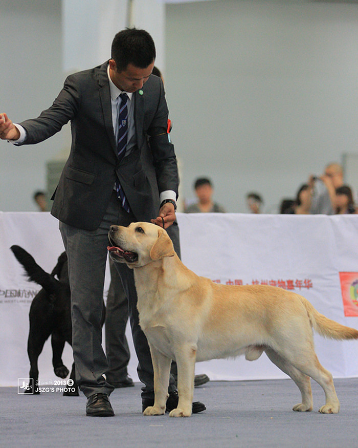 宾格拉布拉多犬舍比赛级黑色公犬出售-我要出