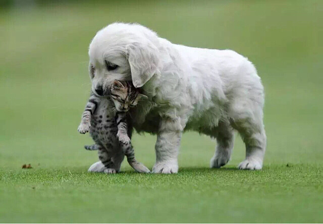 杭州美育金毛犬舍 英系金毛精美图分享给大-家