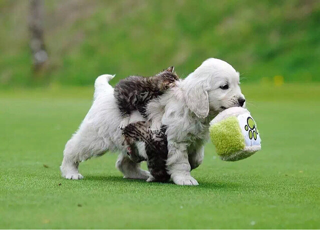 杭州美育金毛犬舍 英系金毛精美图分享给大-家