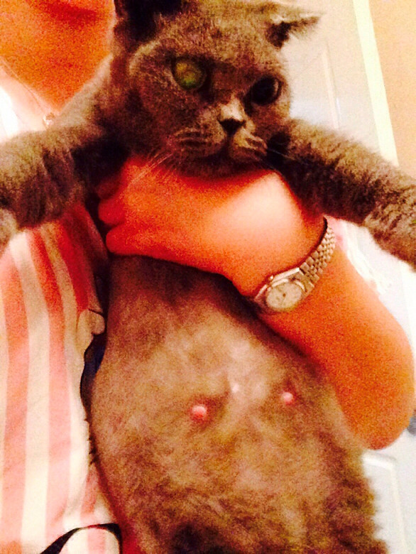 单身狗收到了赤裸裸的打击 我家猫发情-家有宠