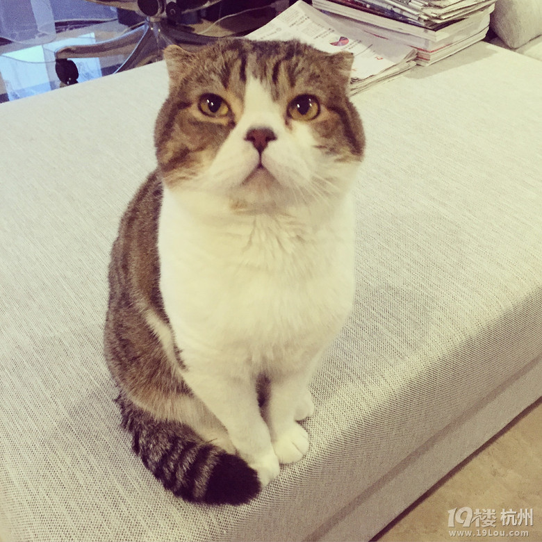 我家俩萌娃, 爱猫爱到无可救药-爱宠分享-家有