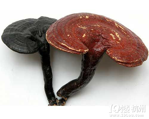 吃什么增加白细胞?免疫力低要注意哦~-健康资