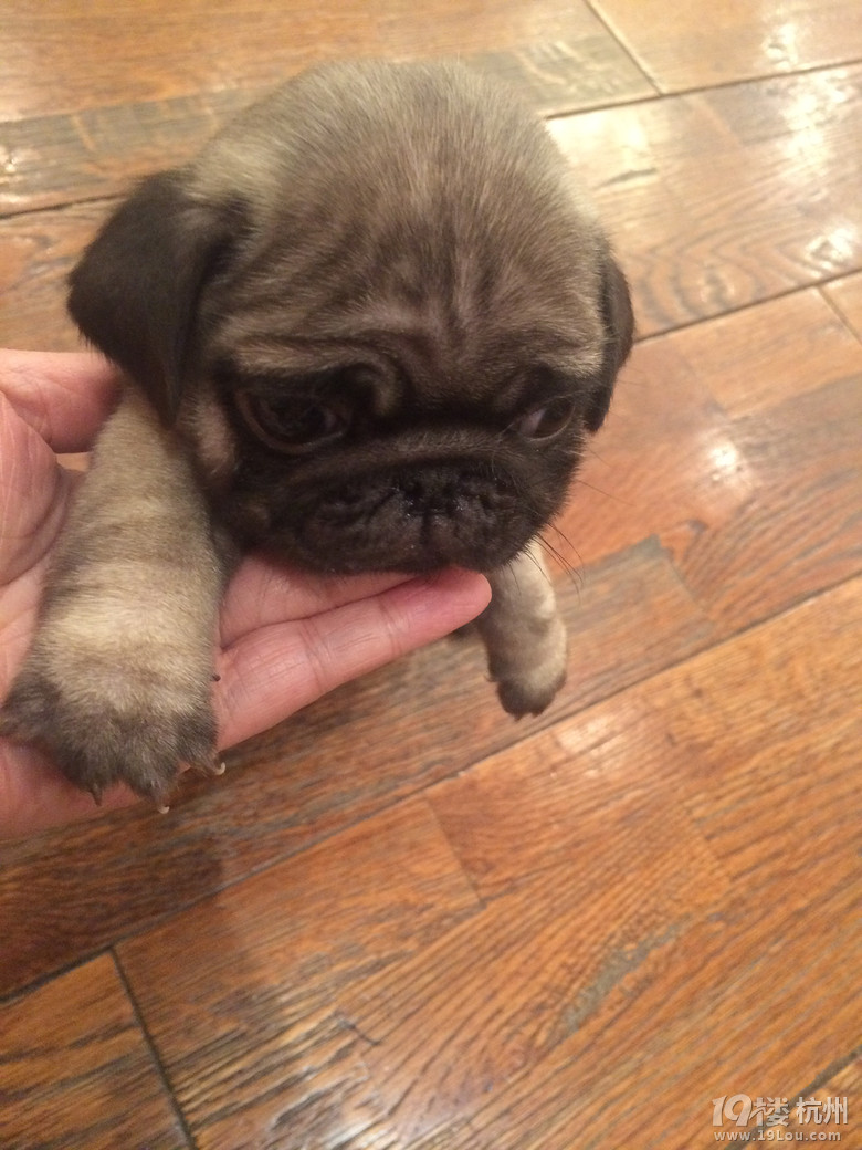 小巴哥成长史萌翻啦-爱宠分享-家有宠物-杭州1