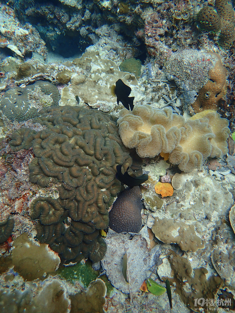 Hi Palau
