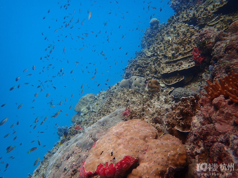 Hi Palau