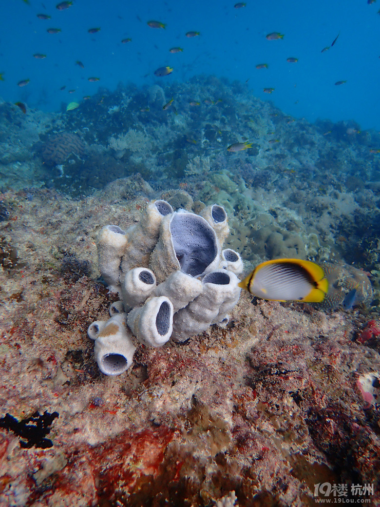 Hi Palau