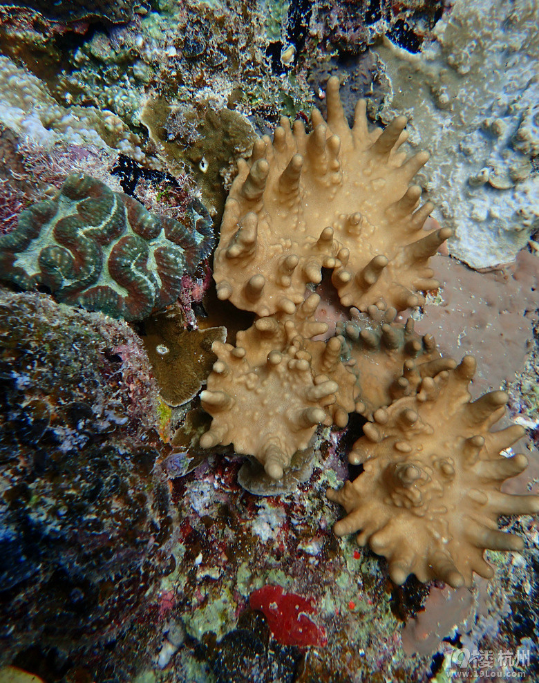Hi Palau