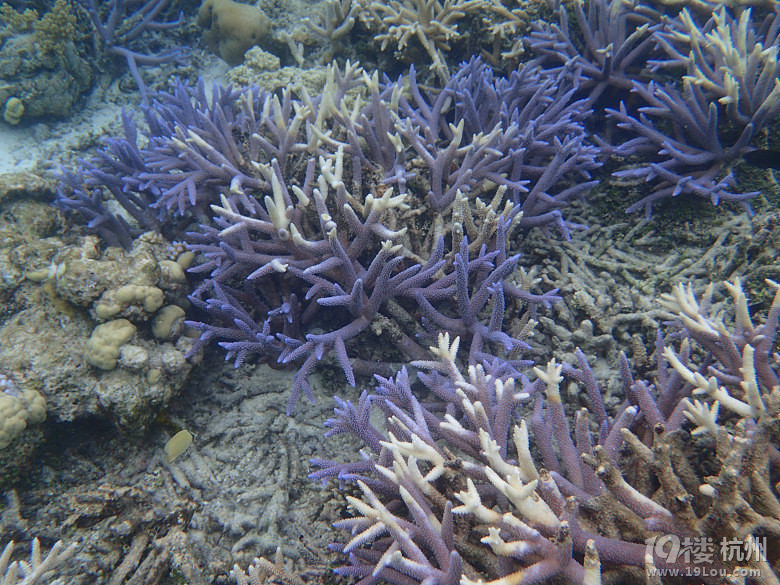 Hi Palau