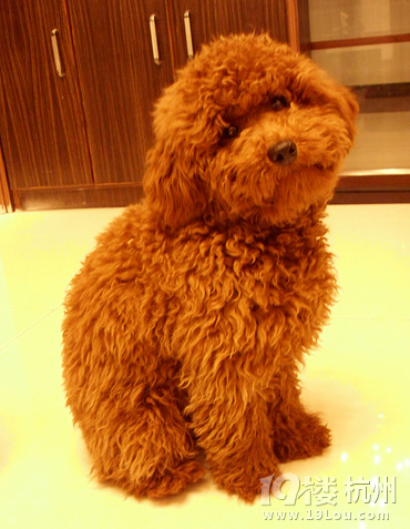 泰迪吃狗粮拉屎很臭 -爱宠分享-家有宠物-杭州