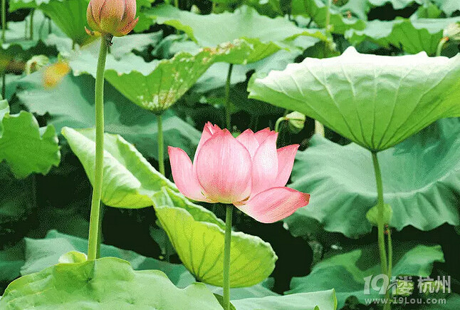 ʩ ɏмsݺɻϪء@ʢĻ