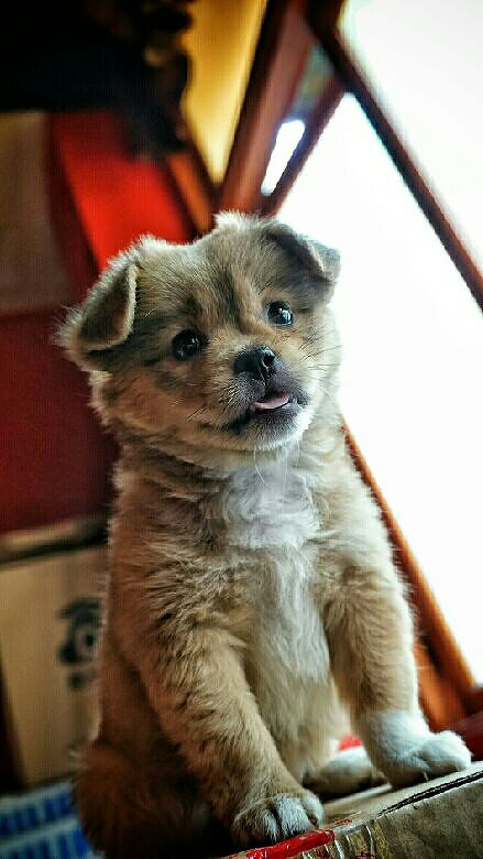 小土狗-手机随手拍-杭州19楼