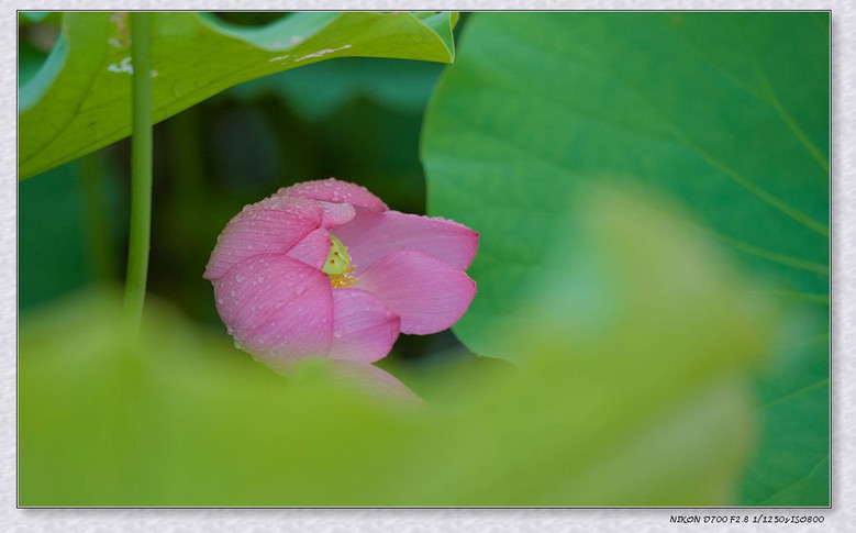 【灿烂夏花】芙蓉塘外荷风送香-风景照-19摄区