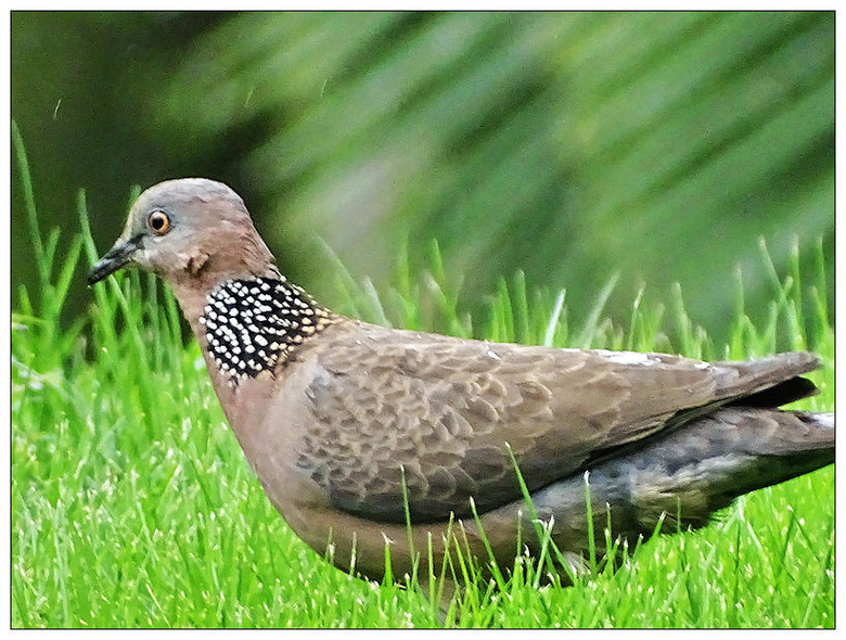野鸽-风景照-19摄区-杭州19楼