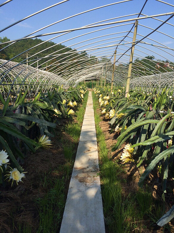 上星期刚刚去过吉庆农庄,给大家找了个好去-休