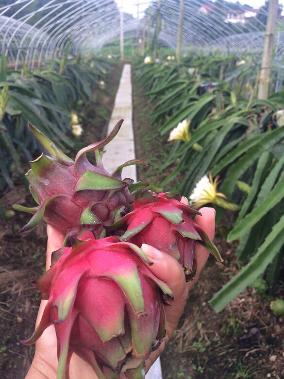 上星期刚刚去过吉庆农庄,给大家找了个好去-休