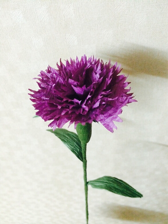 紫色康乃馨-手机随手拍-杭州19楼